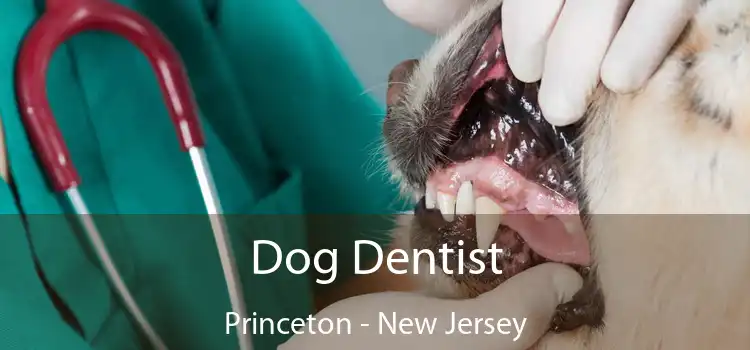 Dog Dentist Princeton - New Jersey