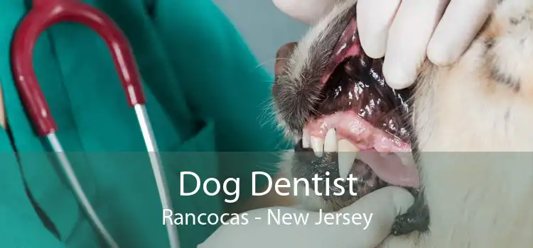 Dog Dentist Rancocas - New Jersey
