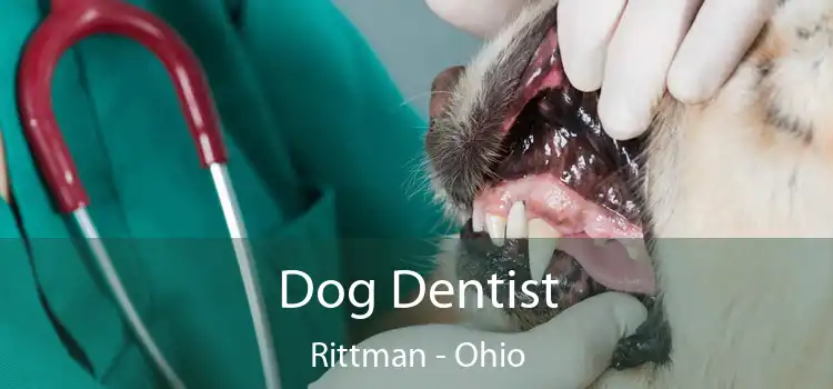 Dog Dentist Rittman - Ohio