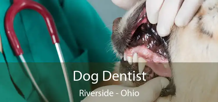 Dog Dentist Riverside - Ohio