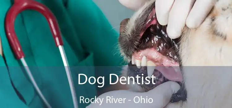Dog Dentist Rocky River - Ohio