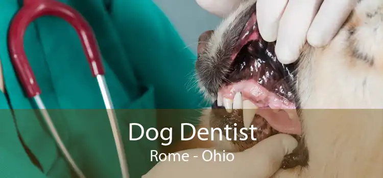 Dog Dentist Rome - Ohio