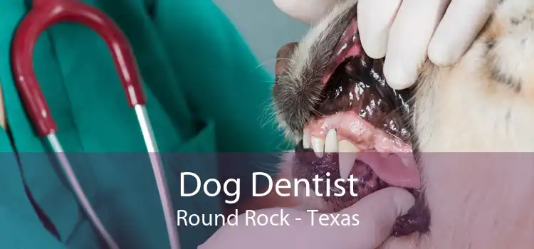 Dog Dentist Round Rock - Texas