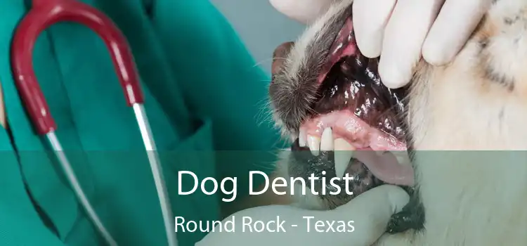 Dog Dentist Round Rock - Texas