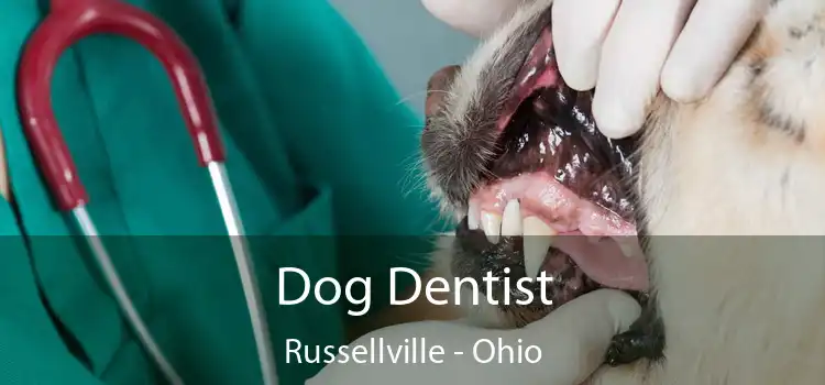 Dog Dentist Russellville - Ohio