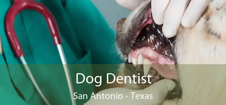 Dog Dentist San Antonio - Texas