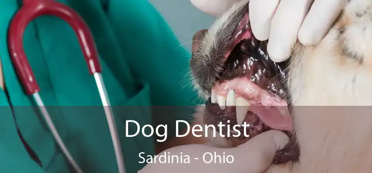 Dog Dentist Sardinia - Ohio