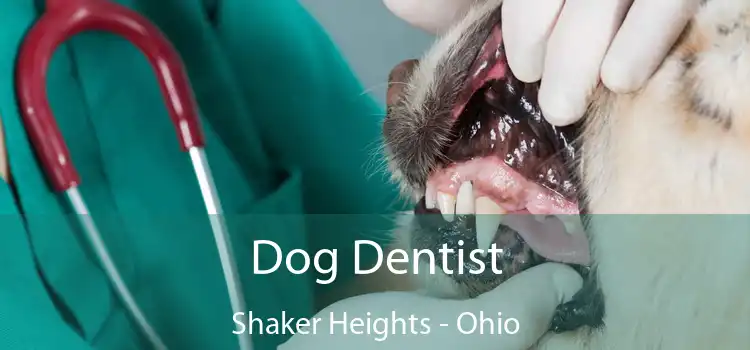 Dog Dentist Shaker Heights - Ohio