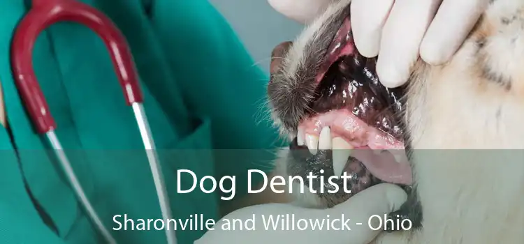 Dog Dentist Sharonville and Willowick - Ohio