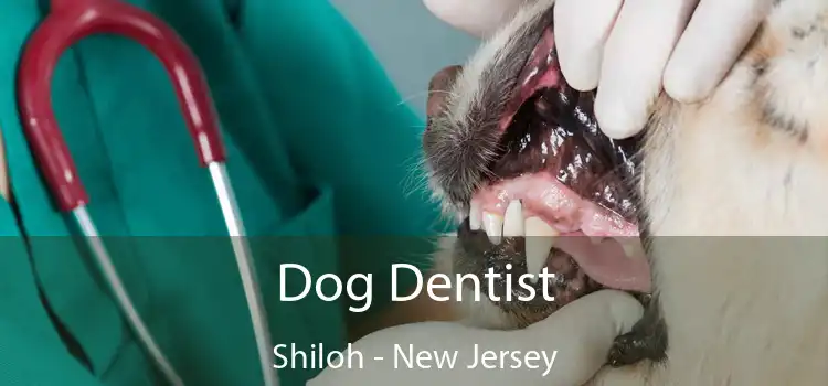 Dog Dentist Shiloh - New Jersey