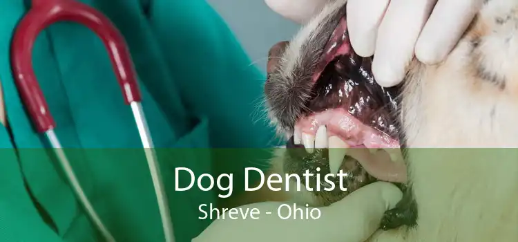 Dog Dentist Shreve - Ohio