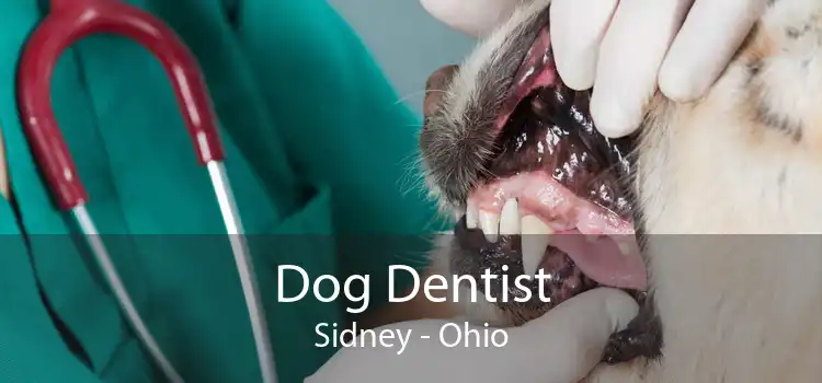 Dog Dentist Sidney - Ohio