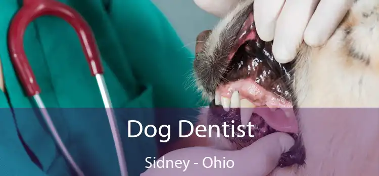 Dog Dentist Sidney - Ohio