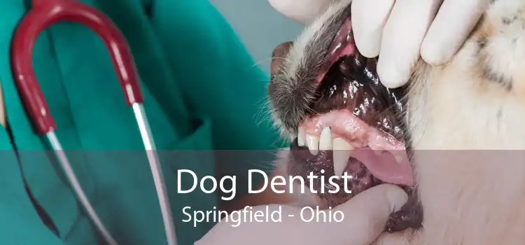 Dog Dentist Springfield - Ohio