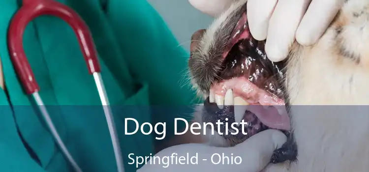 Dog Dentist Springfield - Ohio