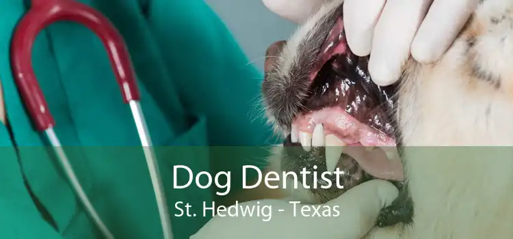 Dog Dentist St. Hedwig - Texas