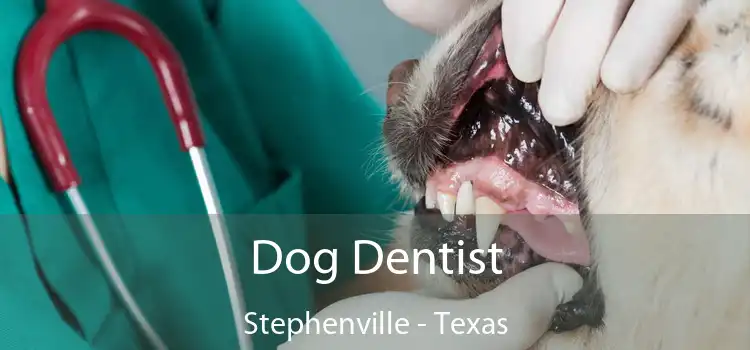 Dog Dentist Stephenville - Texas
