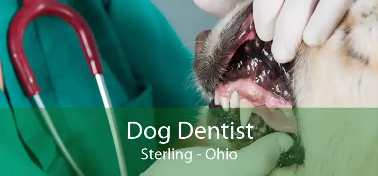Dog Dentist Sterling - Ohio