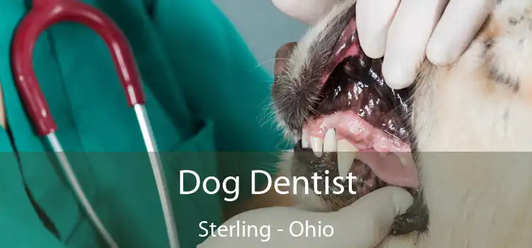 Dog Dentist Sterling - Ohio