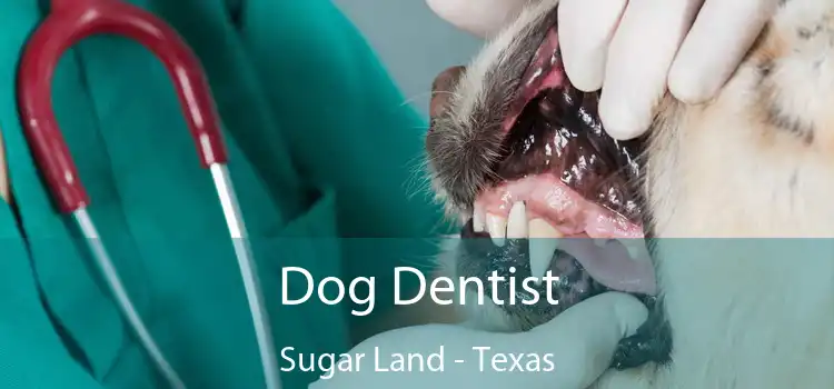 Dog Dentist Sugar Land - Texas