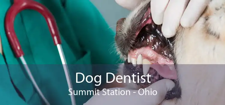 Dog Dentist Summit Station - Ohio