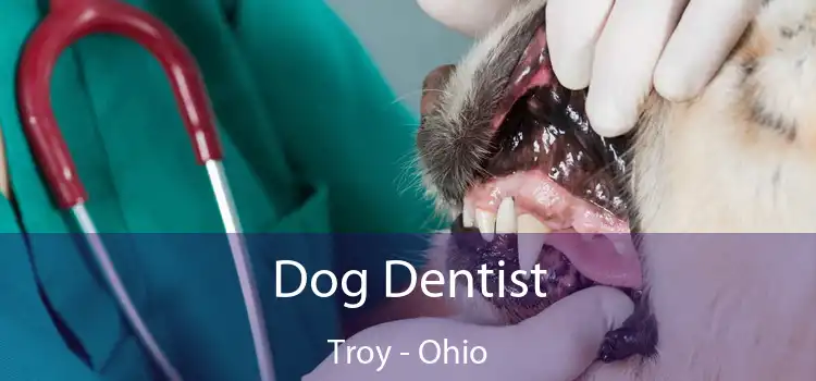 Dog Dentist Troy - Ohio