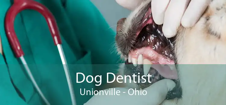 Dog Dentist Unionville - Ohio
