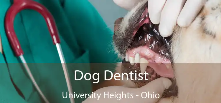 Dog Dentist University Heights - Ohio