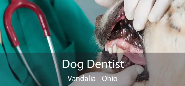 Dog Dentist Vandalia - Ohio