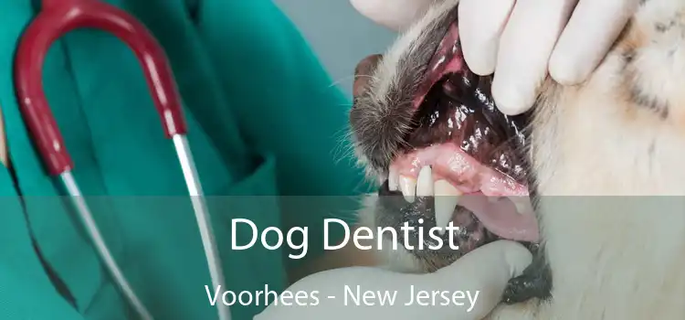 Dog Dentist Voorhees - New Jersey