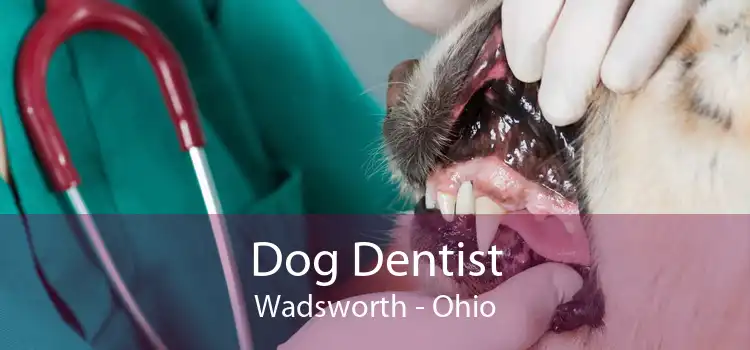 Dog Dentist Wadsworth - Ohio