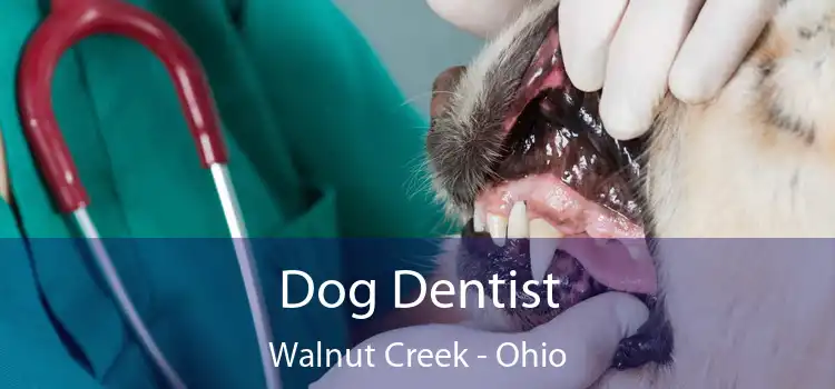 Dog Dentist Walnut Creek - Ohio