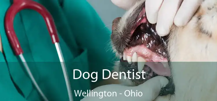 Dog Dentist Wellington - Ohio