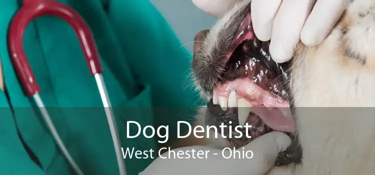 Dog Dentist West Chester - Ohio