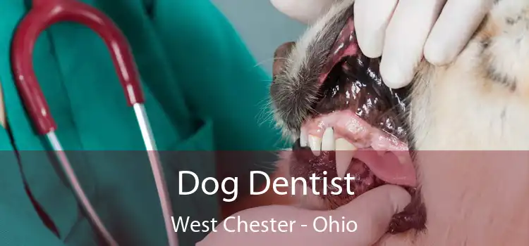 Dog Dentist West Chester - Ohio