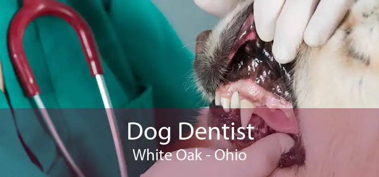 Dog Dentist White Oak - Ohio