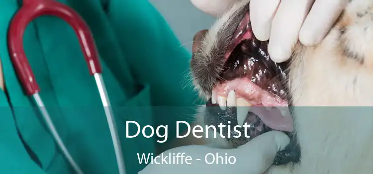 Dog Dentist Wickliffe - Ohio