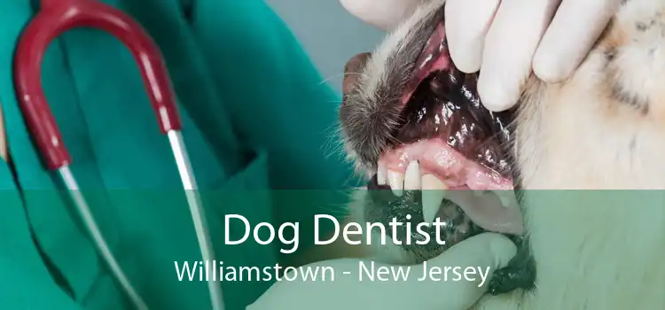 Dog Dentist Williamstown - New Jersey