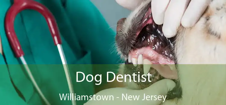 Dog Dentist Williamstown - New Jersey