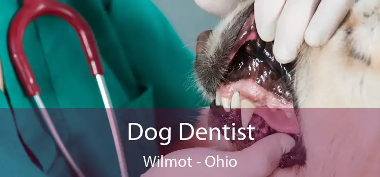 Dog Dentist Wilmot - Ohio