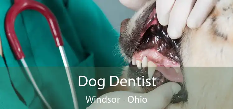 Dog Dentist Windsor - Ohio