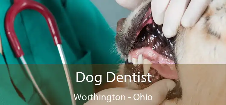Dog Dentist Worthington - Ohio