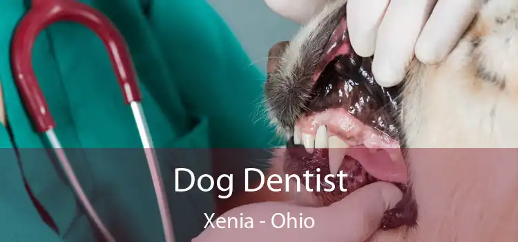 Dog Dentist Xenia - Ohio