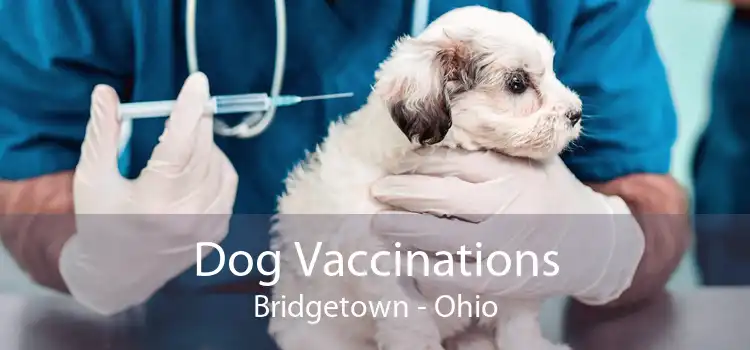 Dog Vaccinations Bridgetown - Ohio