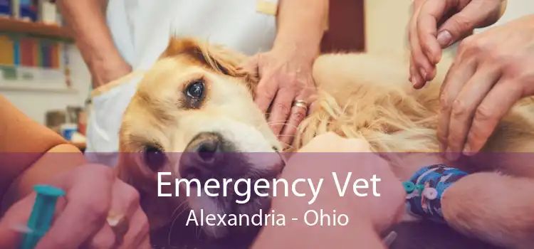 Emergency Vet Alexandria - Ohio