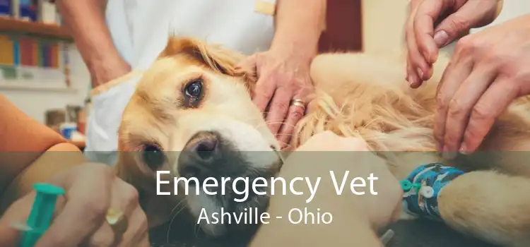 Emergency Vet Ashville - Ohio