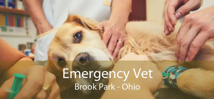 Emergency Vet Brook Park - Ohio