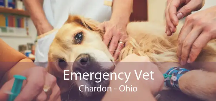 Emergency Vet Chardon - Ohio