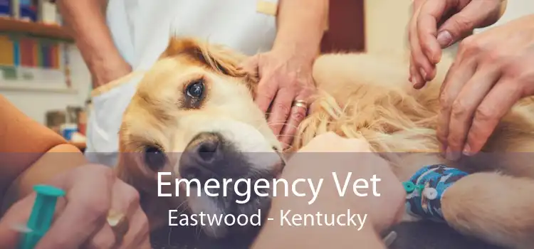 Emergency Vet Eastwood - Kentucky