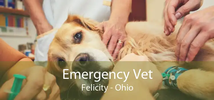 Emergency Vet Felicity - Ohio